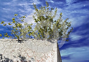 Lonely green bush on the concrete wall